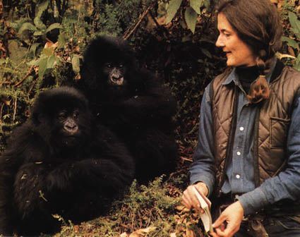 Фосси  Дайан (1932—1985) «Гориллы в тумане»«Gorillas in the Mist»